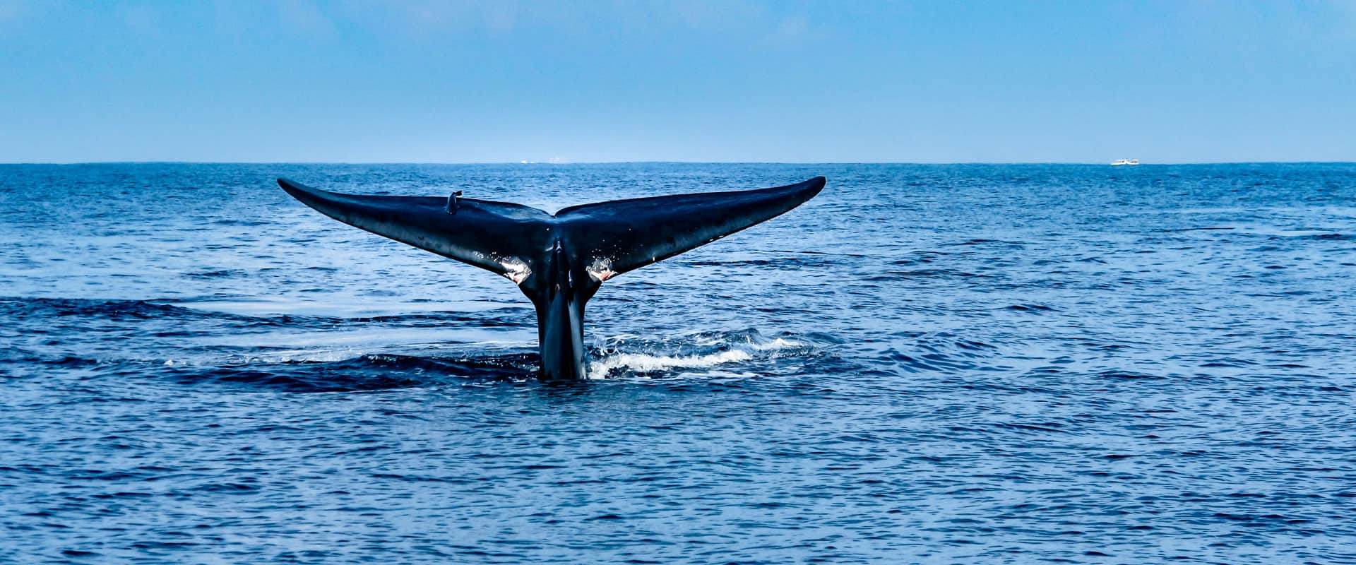 Photo of humpback whale