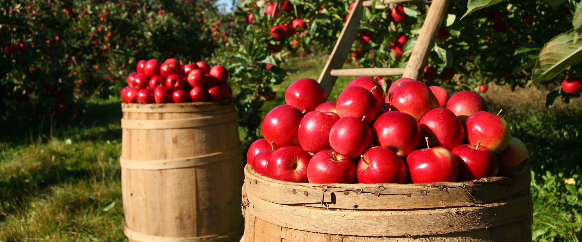 Apple Picking in Memramcook Freedom Tours by Maritime Travel