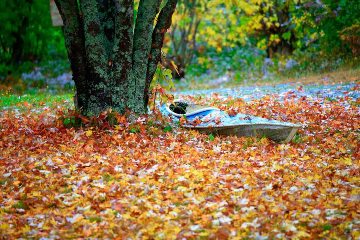Photo of Kayak beside a tree in autumn 
